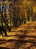 leafy grounds at count mikes estate